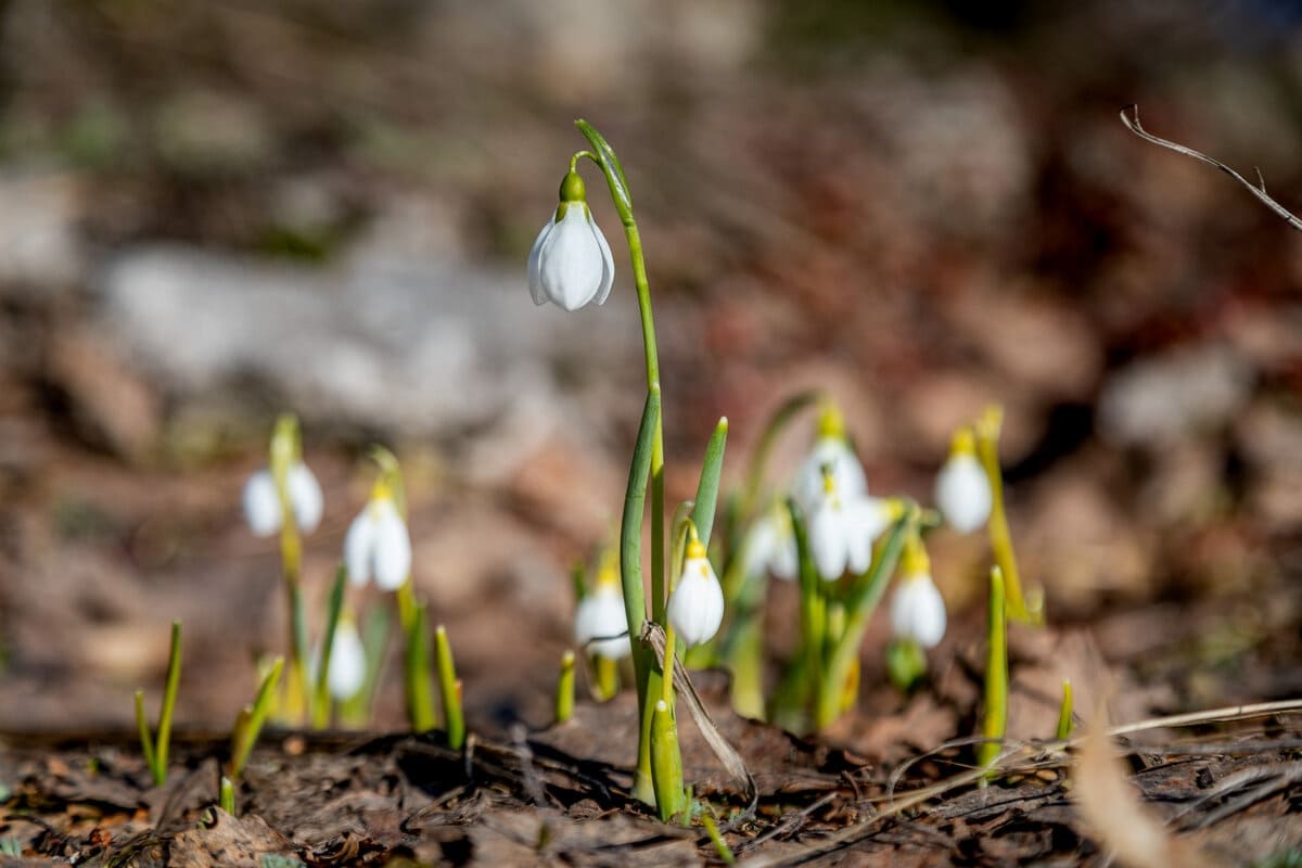 podsnezhniki i krokusy cvetut v botanicheskom sadu nngu